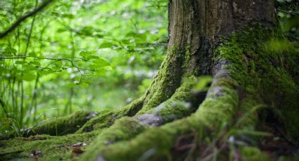 La nueva área natural protegida de Colima donde gozarás de pequeñas cascadas, manantiales y arroyos