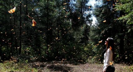 ¡La mejor temporada! Visita los santuarios de mariposa monarca para verlas volar a tu alrededor