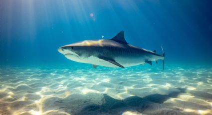 ¡Tiburón a la vista! Así fue la presencia de tiburones en las playas de Cancún
