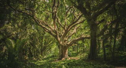 El bosque de Oaxaca más antiguo y que todavía conserva flora de la época de los dinosaurios