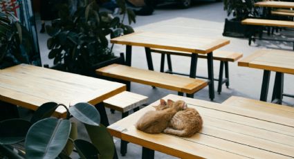 Día del Gato: Cafeterías temáticas de michis en CDMX para disfrutar la compañía