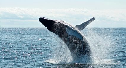 El Pueblo Mágico donde podrás conocer ballenas en su hábitat en tus próximas vacaciones