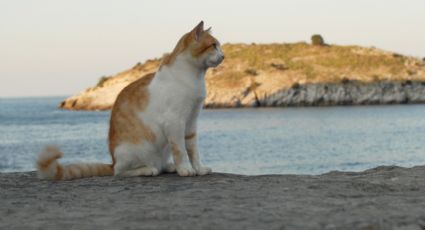 Sólo para cat lovers: Los destinos donde los gatos son la principal atracción