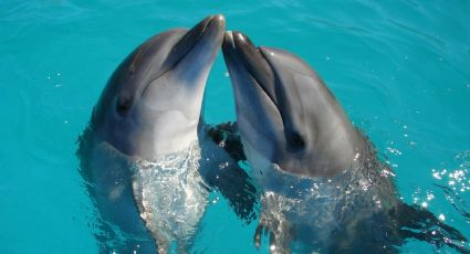 El Pueblo Mágico de Baja California donde puedes conocer delfines, orcas y lobos marinos