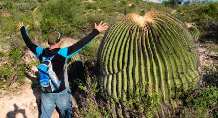 El destino de Guanajuato para admirar cactus gigantes al natural