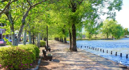 Parques más bellos de CDMX para organizar un picnic con la llegada de la primavera