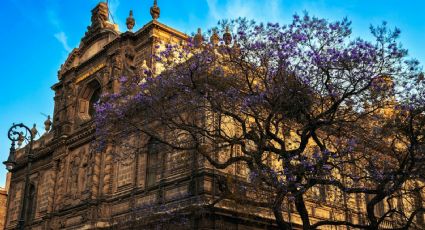 ¡Ya huele a primavera! El MAPA para armar la ruta de las Jacarandas en CDMX