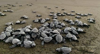 Los mejores espectáculos naturales para ver en México en esta primavera