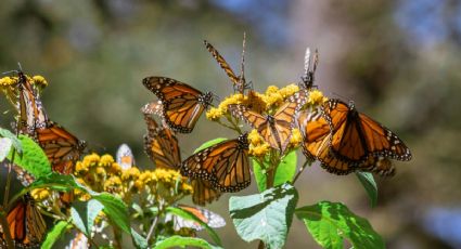 Michoacán cuenta con las tres experiencias con animales imperdibles para esta temporada de primavera