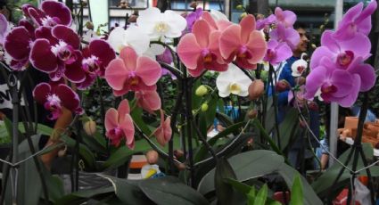 ¡Festival de Flores de Orquídeas en la CDMX! No te pierdas el evento que llenará de color la capital