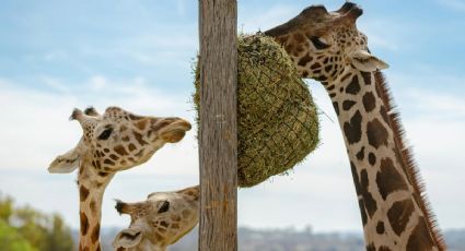 ¡Toma nota! ¿Cómo identificar a la jirafa Benito si vas a verla a Africam Safari?