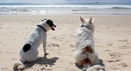 3 playas pet friendly en Jalisco para viajar con tu mascota en Semana Santa