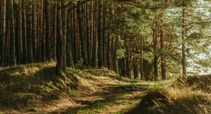 Bosques cerca de CDMX: Guía completa sobre cuáles hay y cómo llegar