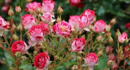 Festival de la Rosa llega a Puebla para sorprender a tu amorcito con un ramo colorido