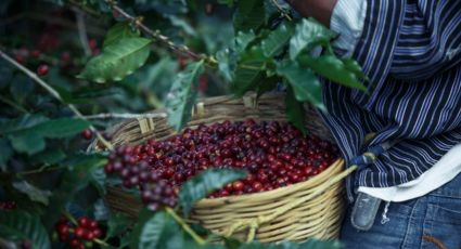 La Ruta del Café que te llevará a explorar los mejores paisajes de Puebla el fin de semana