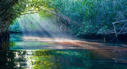 Los manglares más paradisíacos de México considerados como el Amazonas mexicano
