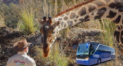 ¿Cómo llegar a Africam Safari en autobús? Lánzate a conocer a Benito