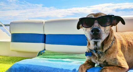 ¿De viaje a Yucatán? Los hoteles pet-friendly mejor calificados en Google