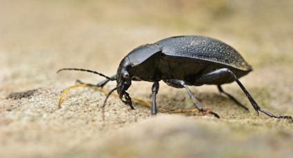 El insecto que ni de chiste deberías pisar en tus recorridos por México