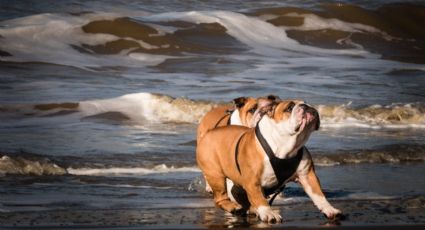 ¿Sales de vacaciones con tu mascota? Así lo puedes cuidar del calor