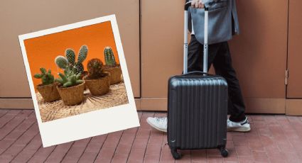 ¡Solo para viajeros! 5 plantas de interior muy fáciles de cuidar si tu pasión es viajar