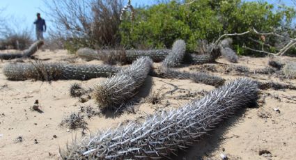 El destino mexicano que resguarda al único cactus del mundo ¡que camina!