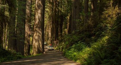 Este es el hermoso bosque  de EU donde viven los árboles más grandes del mundo