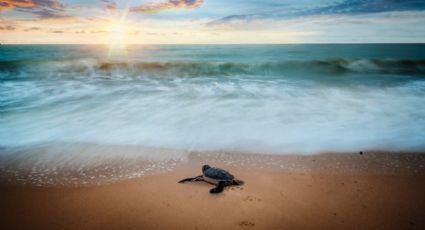 ¿Encontraste huevos de tortuga en la playa? Esto es lo que debes hacer si los observas en vacaciones