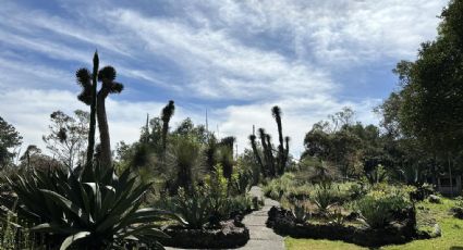 Jardínes botánicos de la CDMX para disfrutar de la primavera y la naturaleza