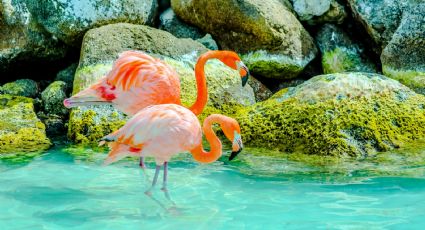 Día de la Vida Silvestre: 5 destinos mexicanos para admirar especies animales en tus vacaciones