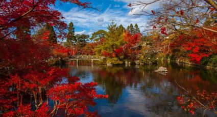 El bosque de Jalisco que resguarda el pequeño Tokio mexicano para conocer este 2024