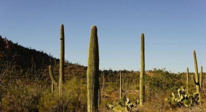 ¿Amante de las plantas? Recorre el pueblo conocido como el destino de las cactáceas gigantes