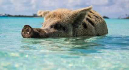 ¿Nadar con puerquitos? Los horarios en los que puedes disfrutar de estos amigos en playa Pig Beach