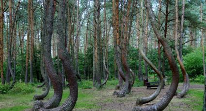 Viajes al natural: Visita el bosque de árboles torcidos más enigmático del planeta