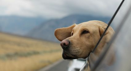 ¡Prepárate para la aventura! Consejos prácticos para viajar con mascotas por primera vez