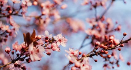 Japón en México: ¿Dónde ver los hermosos cerezos en flor en la CDMX?