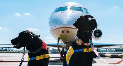 ¿Viajas con tu mascota? Aerolínea anuncia espacios GRATIS para volar en cabina con tu perrito