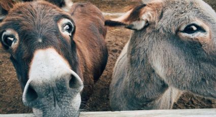 Día del Niño: ¿Cuánto cuesta visitar Burrolandia y cuáles son los recorridos?