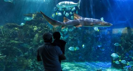 Día del Niño: Acuario Inbursa vs Acuario Michin CDMX ¿dónde pasar el 30 de abril?