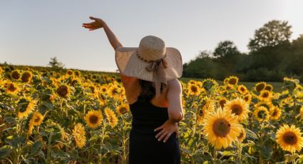 10 de Mayo: Visita el asombroso laberinto de girasoles para celebrar el Día de las Madres