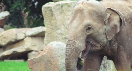 ¡Bienvenida! Zoológico de San Juan de Aragón recibe a la elefanta Annie y así puedes visitarla