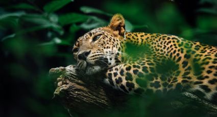 Chapultepec anuncia el nacimiento de cachorros jaguar y así puedes conocerlos