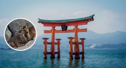 La hermosa isla en Japón donde puedes caminar entre venados sueltos