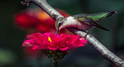 El colorido Pueblo Mágico que es el lugar de los colibríes en México