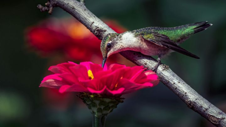 El colorido Pueblo Mágico que es el lugar de los colibríes en México
