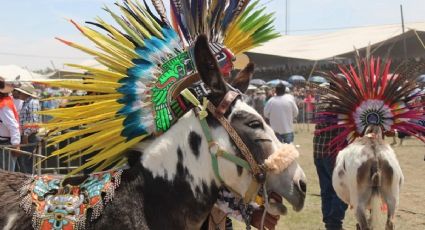 Día del Niño 2024: Asiste a la Feria Nacional del Burro en Otumba para convivir con ellos