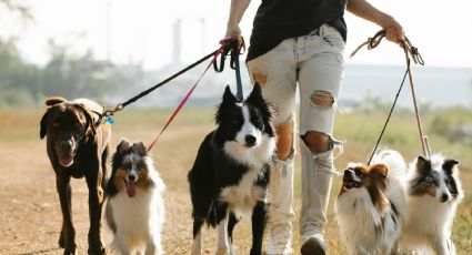 Lanzan la primera aerolínea exclusiva para perros y dueños, ¿qué rutas tendrá?