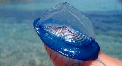 Tijuana alerta por presencia de medusa velero, ¿qué son y qué hacer si encuentras una?