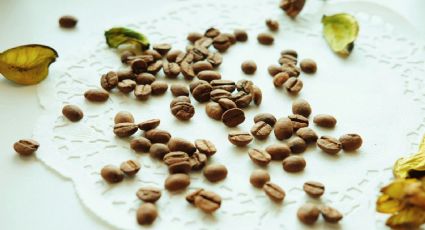 Estudio revela en qué países se doméstico el cacao: Ninguno es México