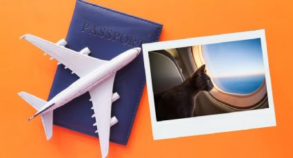 ¿Vuelas con tu mascota? Estos son los servicios que deben darte las aerolíneas según Profeco